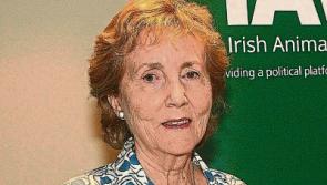 Limerick animal sanctuary closed over Halloween due to 'overcrowding'