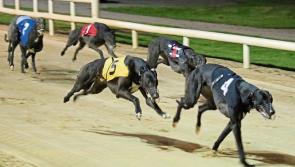 2020 National Greyhound Racing Awards set for Sunday night