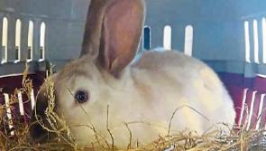 Limerick Animal Welfare rescue rabbit after 'horrific torture'