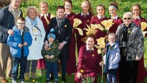 Daffodil Day:&nbsp;Limerick urged to support Irish Cancer Society