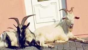 Billy goats running amok in Limerick city damaging cars, lawns and shrubs