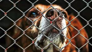 Limerick vet's advice about 'high-risk' areas as dog dies after poison incident