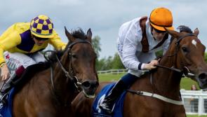 Limerick racing connections celebrate rich vein of form