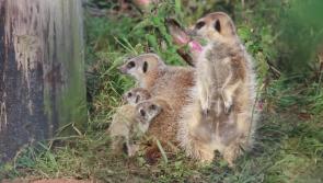 WATCH: Fota Wildlife Park welcomes adorable baby meerkats - and they need names!