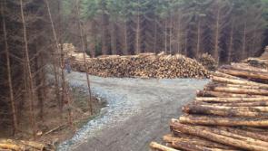 Protest against 'scandalous' forestry deal takes place at govt offices