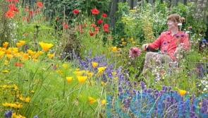 Green Gardens: Change your mood in minutes by planting colour in the garden