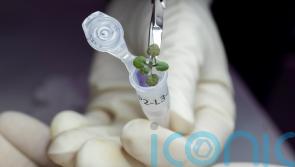  Plants grow in soil from the moon for the first time