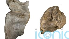 Remains of Europe&rsquo;s largest ever land predator dinosaur discovered