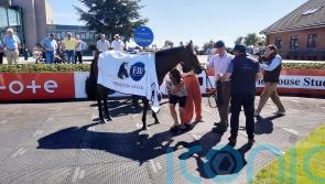 Marbling on song with Brownstown Stakes success at Fairyhouse