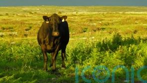 Citizens&rsquo; assembly on agriculture the wrong model, says farming group