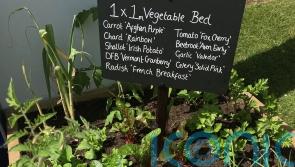 GUIDE: Big ideas for tiny gardens from mini ponds to bug hotels