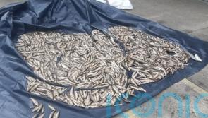 2,250 fish found dead in Donegal river