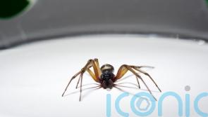 False widow spiders 230 times more poisonous than native Irish spiders