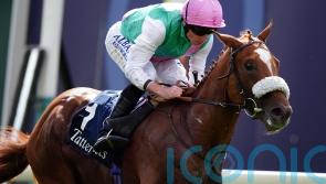 Exciting colts set for informative Champagne Stakes