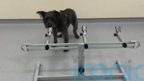 EXPLAINED: How dogs can sniff out the scent of stress