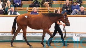 Dubawi filly fetches 1.3million guineas at Tattersalls