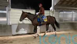 History awaits for unbeaten Flightline