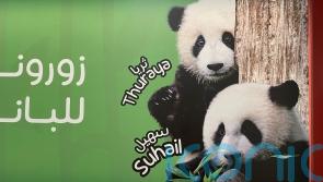 Bamboo or bust: Mixed success for giant pandas tasked with World Cup predictions