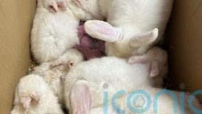 13 live rabbits found abandoned in cardboard box