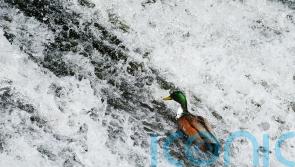 Ireland referred to EU court over &lsquo;insufficient&rsquo; efforts on water quality laws