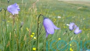 More than half of Britain and Ireland&rsquo;s native plants in decline &ndash; report