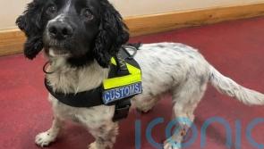 Man arrested after cocaine worth 2.4m euro seized at port