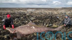 Scientist &lsquo;couldn&rsquo;t believe&rsquo; discovery of rare shark on Irish shore