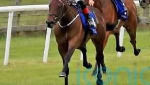 In-form Amo team mount dual assault on Fred Darling prize