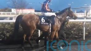 San Antonio stepping up for Dee Stakes assignment