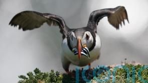 Puffin population may appear to be thriving, but more research needed, experts warn