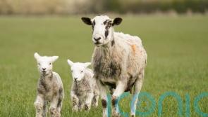 Restoration of nature &lsquo;crucial&rsquo;, says commissioner amid concerns from farmers