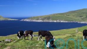 Minister not overruled by Taoiseach on EU nitrates issue, colleague insists