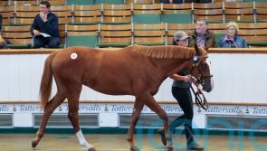 Frankel filly latest part of &lsquo;long-term project&rsquo; for Shadwell