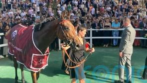 Arc hero Ace Impact retired to stud