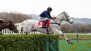 Popular mare Snow Leopardess retired to stud