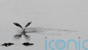 Utility company acknowledges discharges of raw sewage &lsquo;completely unacceptable&rsquo;