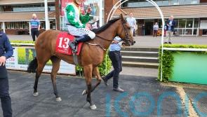 Tiger Belle heading for the sales after her Breeders&rsquo; Cup foray