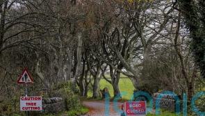 Irish trees made famous by Game Of Thrones to be removed for safety reasons