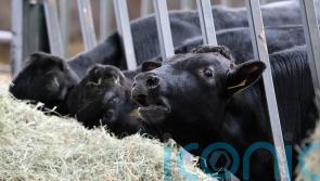 Beef exports should feature in Ireland-China talks, says think tank