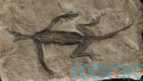 Researchers in Ireland reveal answer to ancient reptile found in Italian alps