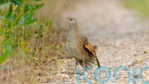 Biodiversity grants given to schemes helping protect corncrakes and sand martins