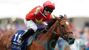 Highfield Princess retired following stable injury