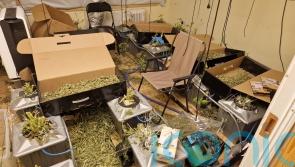 Cannabis worth 700,000 euro seized in Roscommon