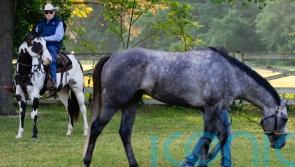 Stall one, but legend Lukas expecting big Seize The Grey run in Belmont