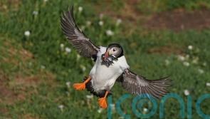 Protection area could mean brighter future for puffins on Saltee Islands