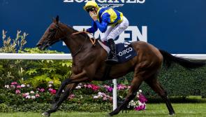 Graffard backing Goliath to be big in Japan