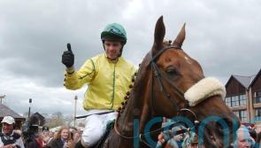 Beef Or Salmon still loving life among the Irish National Stud legends