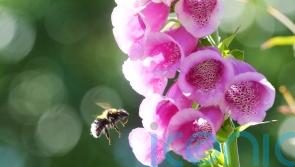 Funding awarded for project to improve air quality across island of Ireland