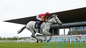 White Birch waiting for favoured ground in the autumn