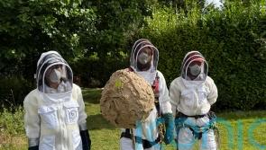 Nest of invasive Asian hornets &lsquo;safely removed&rsquo; in first for Ireland